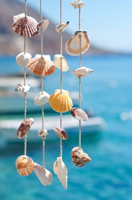 Seashell Decor
